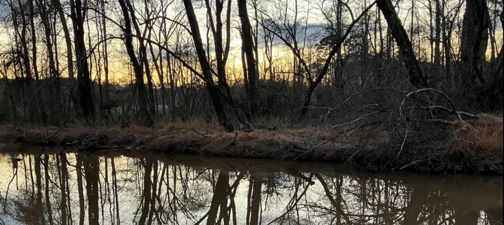 a view on a creek in Brier Creek